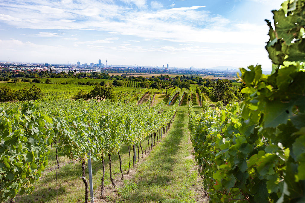 Weingarten mit Blick auf Wien