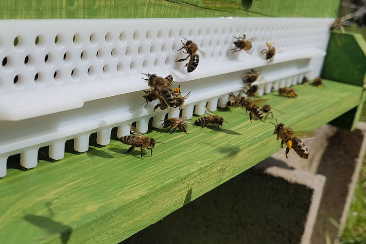 Bienen vor ihrer Bienenbehausung