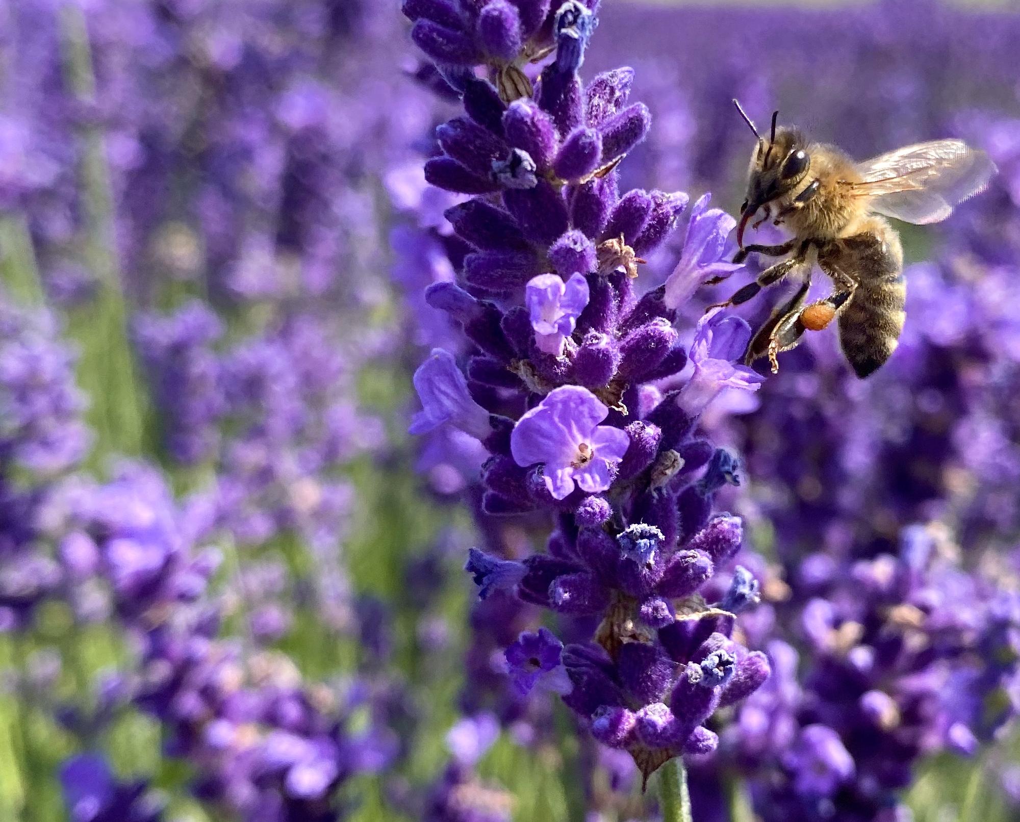 Biene auf Lavendelblüte