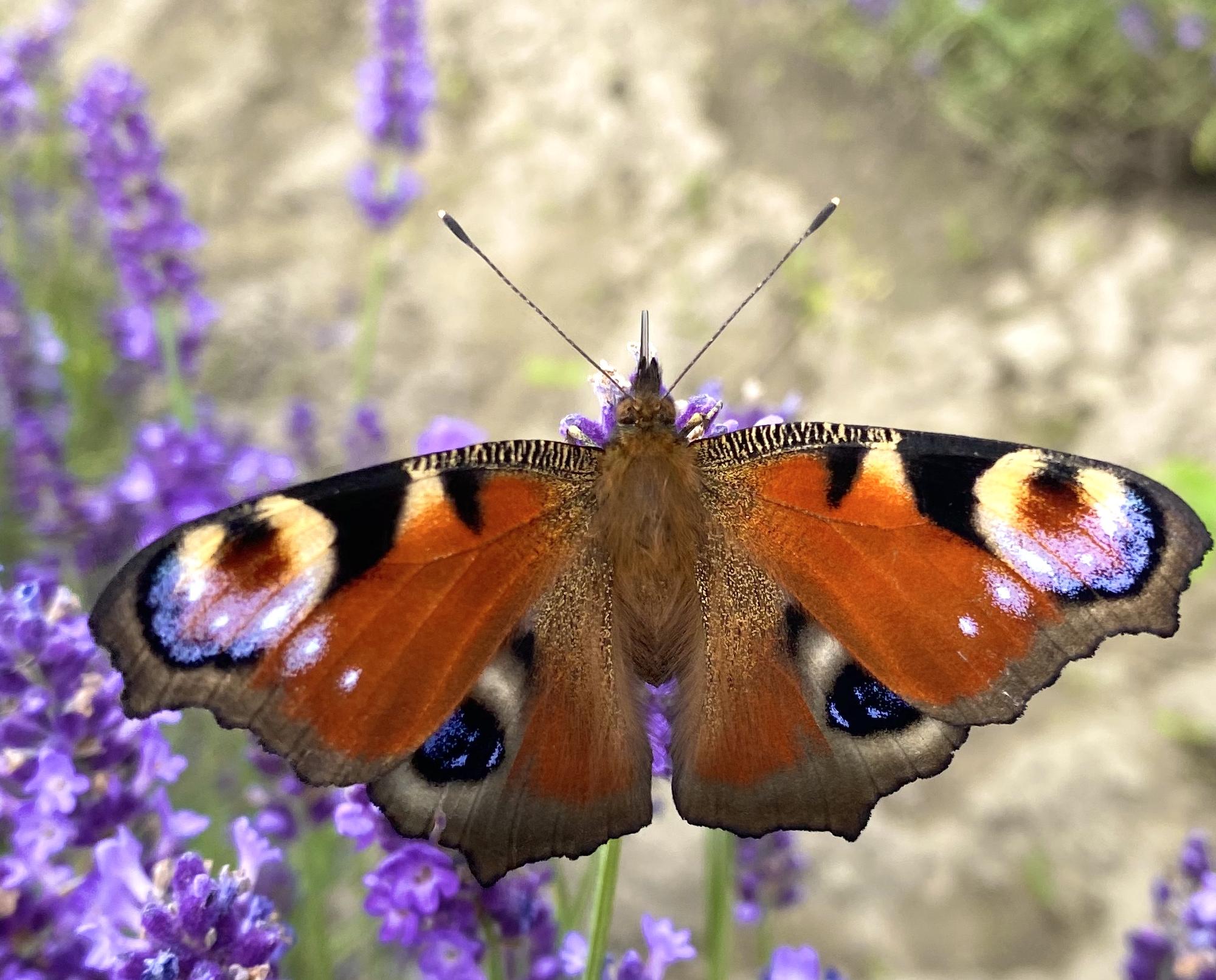 Schmetterling auf Lavendelblüte