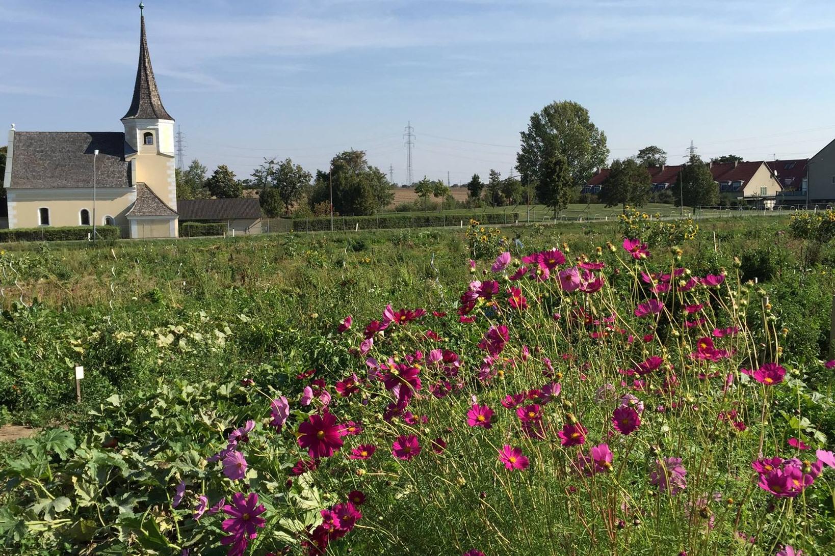 Cosmen in voller Blüte