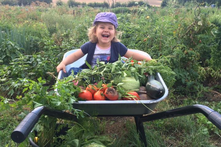 Glückliches Kind sitzt in einer SCheibtruhe voll frisch geernteten Gemüse