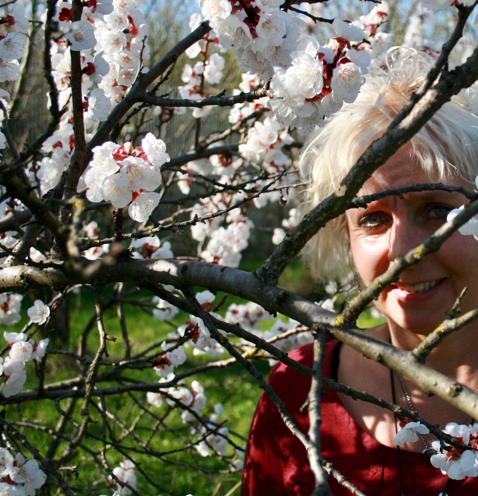 Regina Jakubek - Marillenbäume in der Blüte