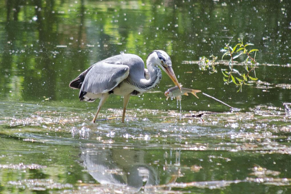 Graureiher mit Fisch im Schnabel im Unteren Heustadlwasser im Prater