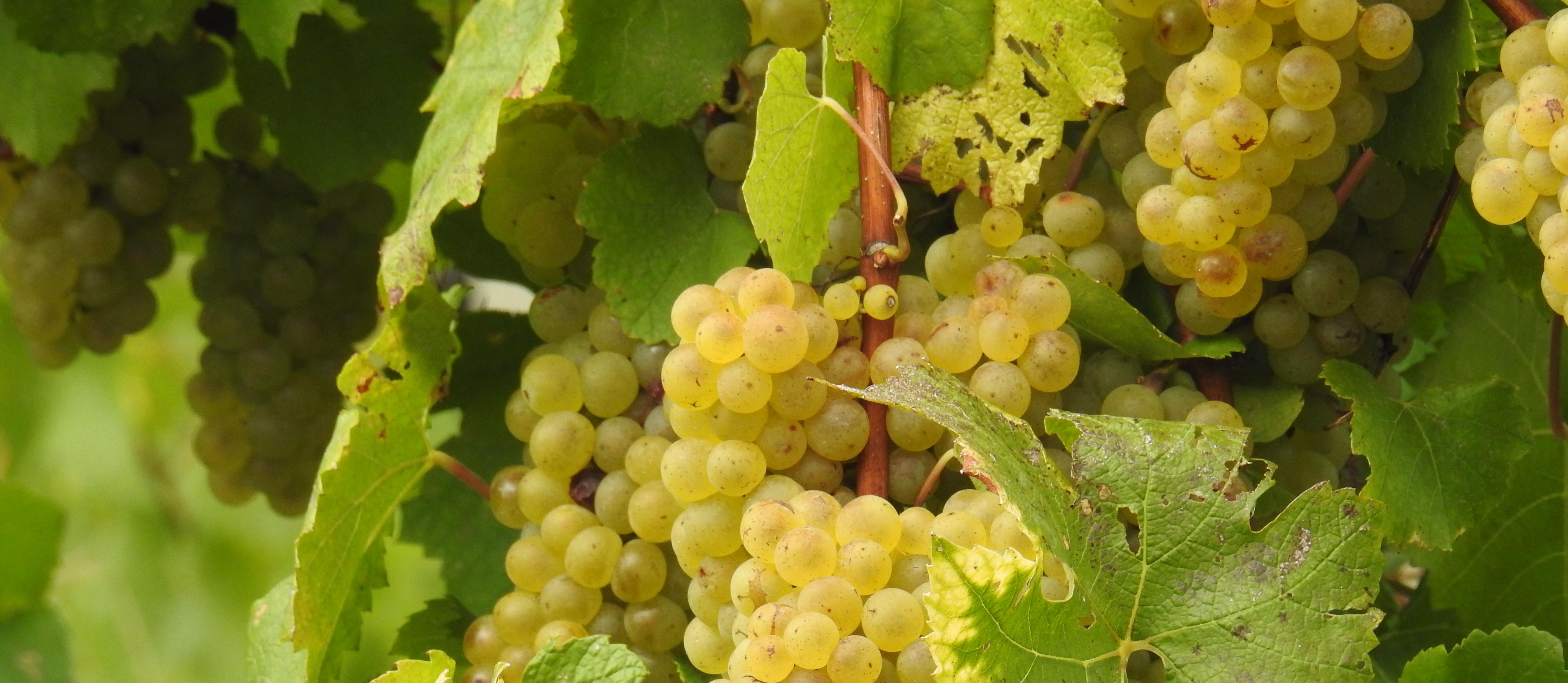 Buschenschank Grausenburger | Wiener Wein