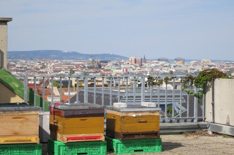 Unsere Bienen in Meidling