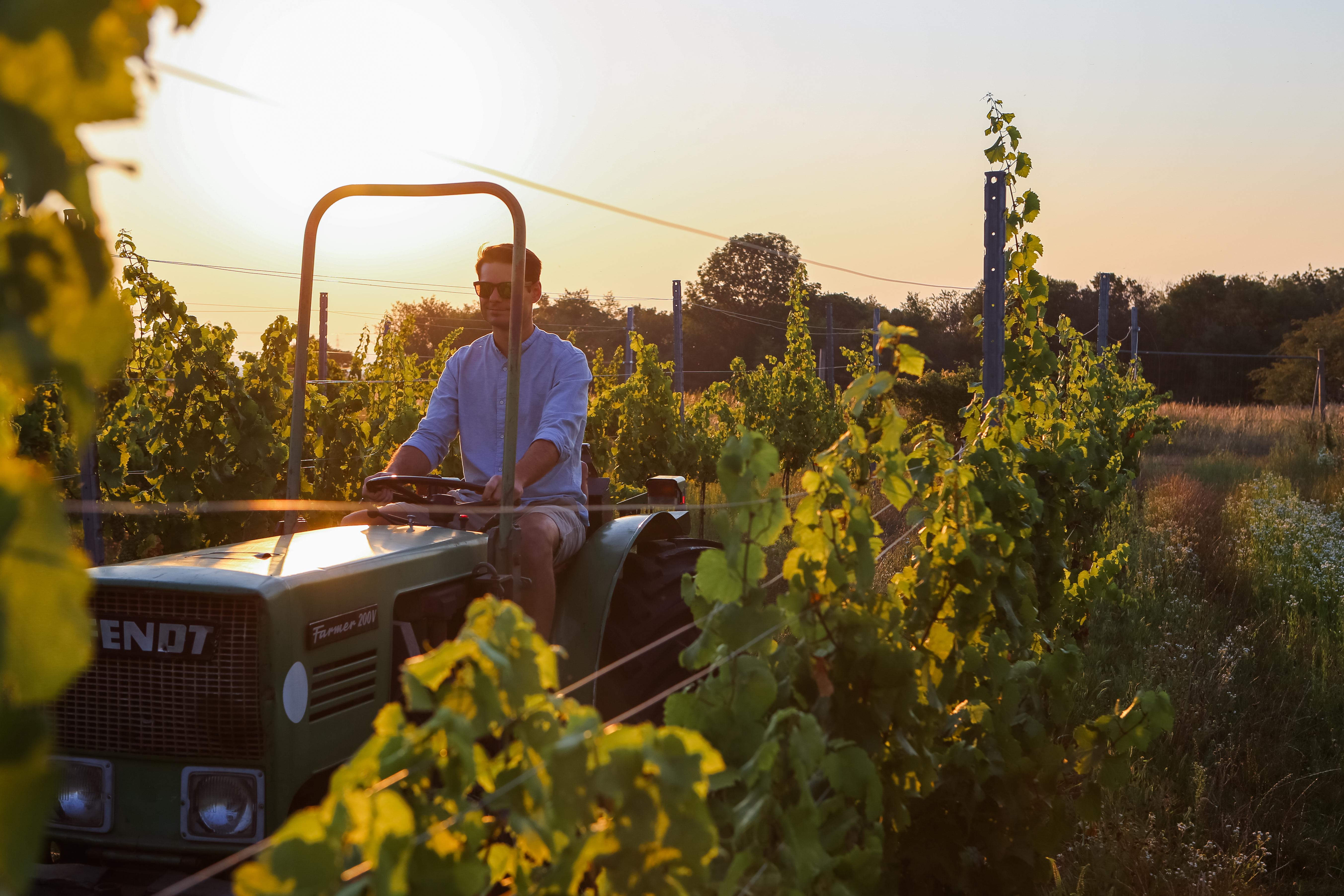 Stefan Fuchs im Gemischten Satz Weingarten