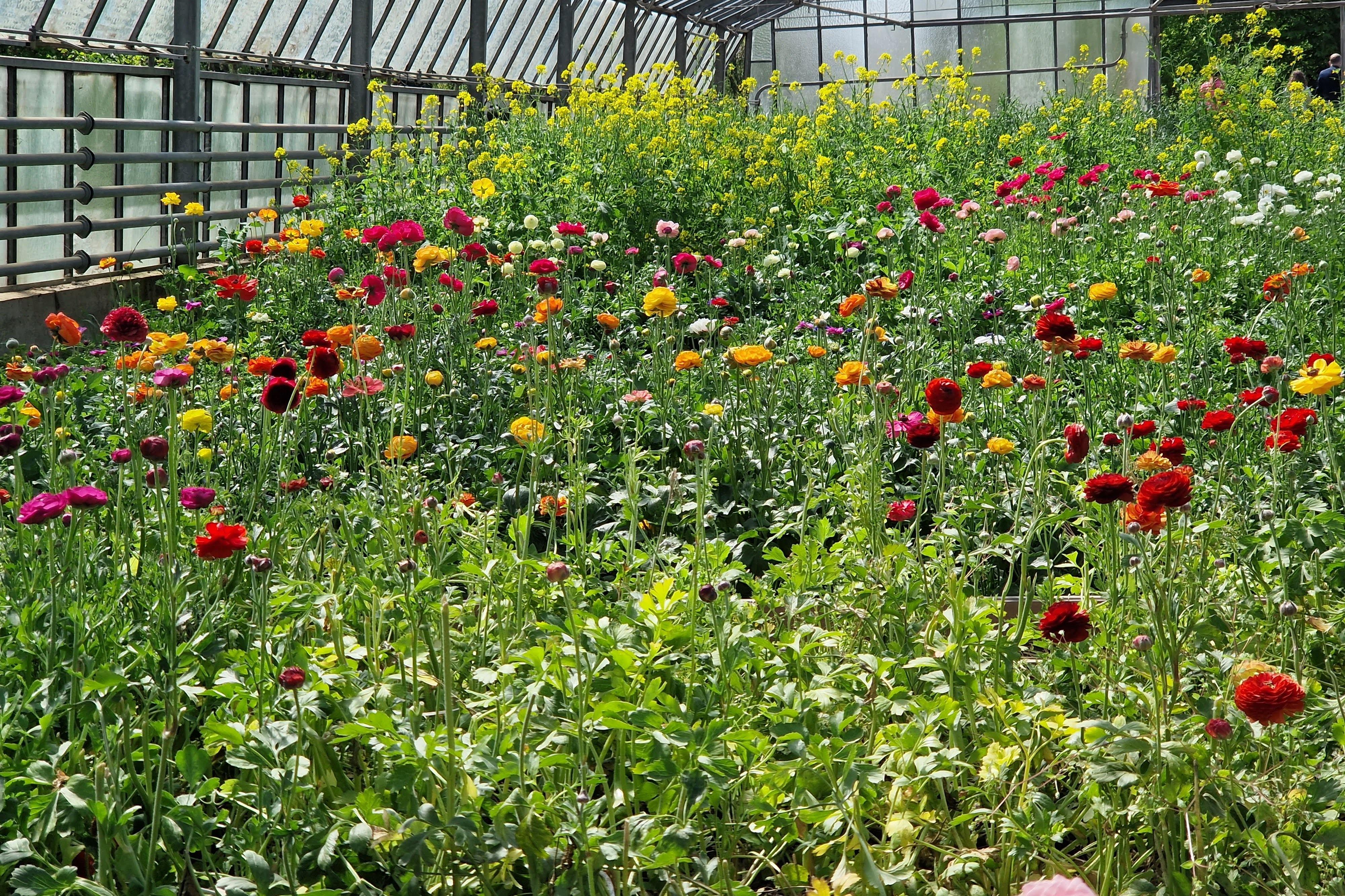 BLumen im Glashaus
