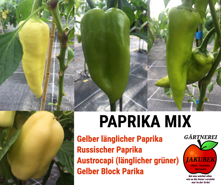 Paprika Mix Gärtnerei Jakubek