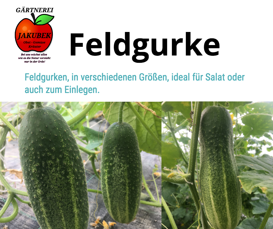 Feldgurke Gärtnerei Jakubek