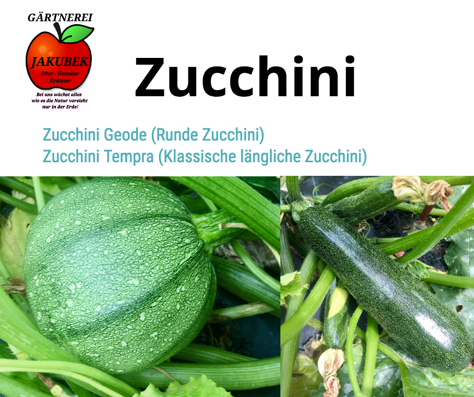 Zucchini Gärtnerei Jakubek