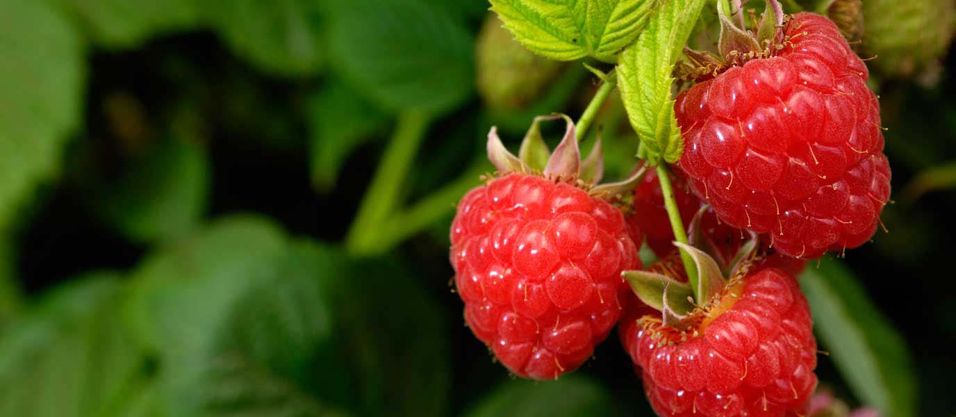 Himbeeren